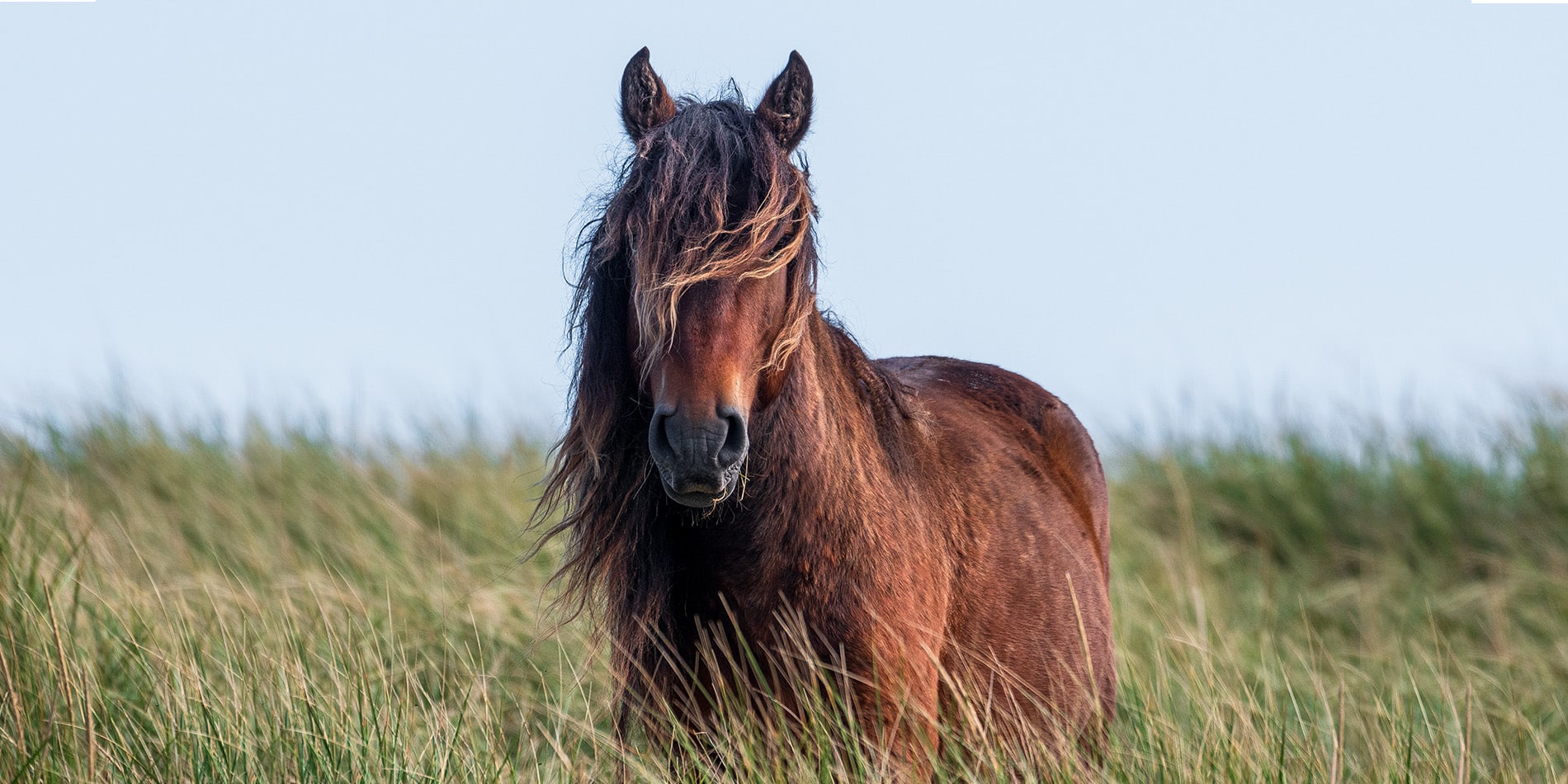 A wild horse in the marram grass on Sable Island, Nova Scotia - photo by Picture Perfect Tours and Geordie Mott