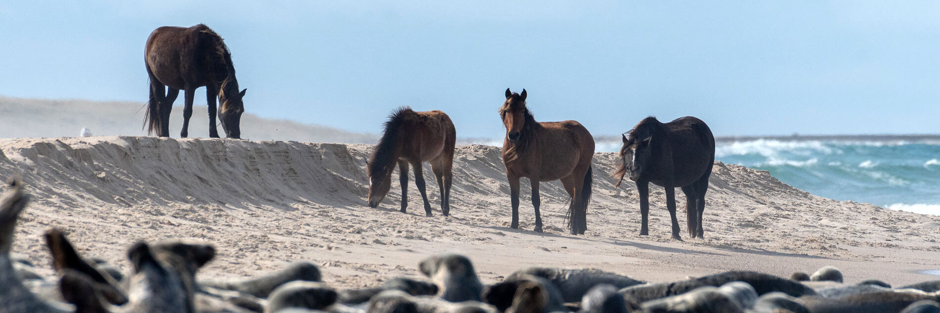A band of wild horses meet a herd of grey seals on the north beach of Sable Island, NS. Images created by Picture Perfect Tours and Geordie Mott