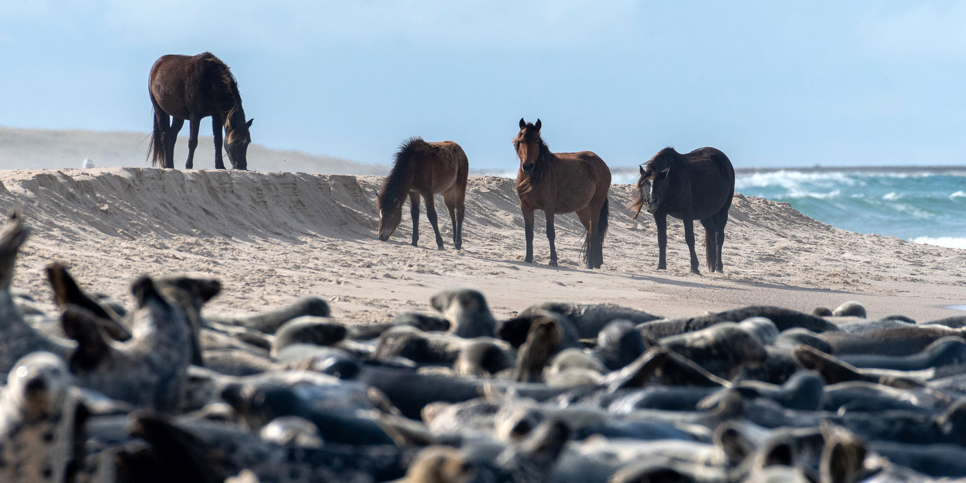 A band of wild horses meet a herd of grey seals on the north beach of Sable Island, NS. Images created by Picture Perfect Tours and Geordie Mott