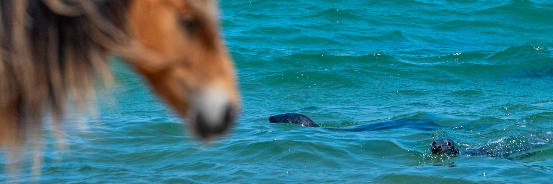 Horse and seals together on Sable Island, NS by Picture Perfect Tours.