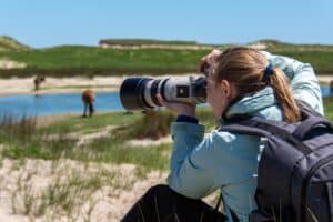 Customer taking photo of Sable Island horses