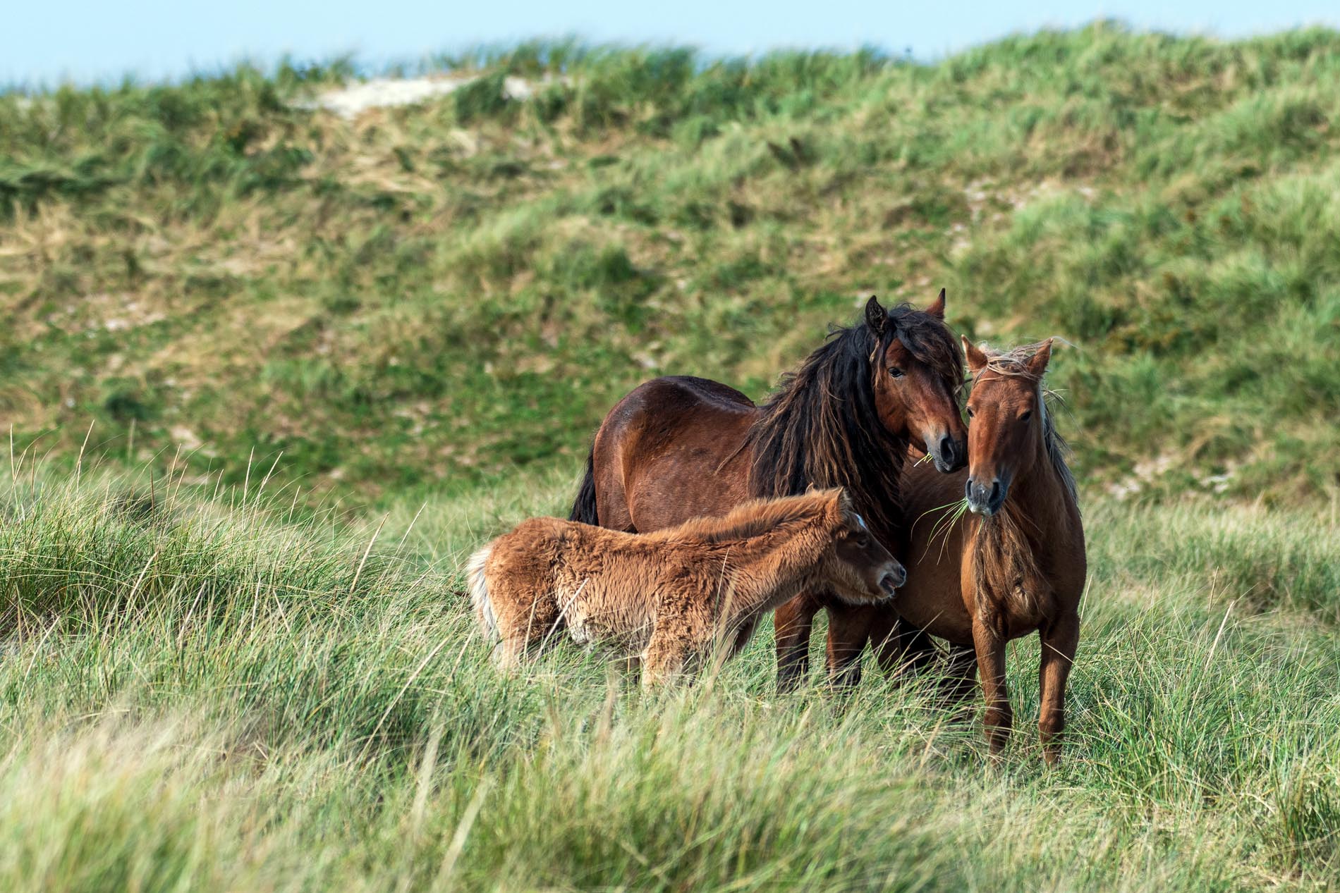 A family band of wild horses walk the grassy dunes on Sable Island, Nova Scotia - photo by Picture Perfect Tours and Geordie Mott