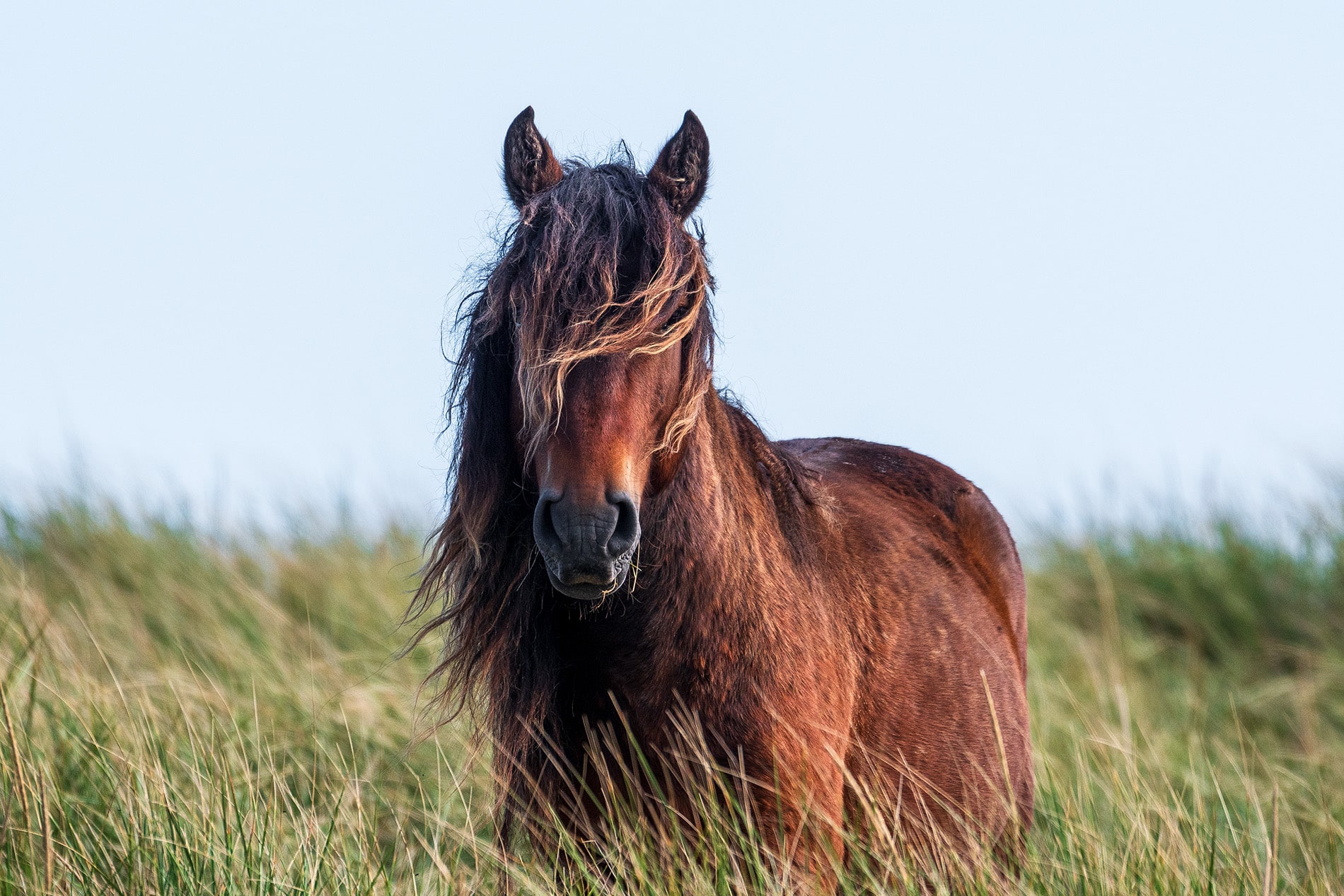 A wild horse in the marram grass on Sable Island, Nova Scotia - photo by Picture Perfect Tours and Geordie Mott