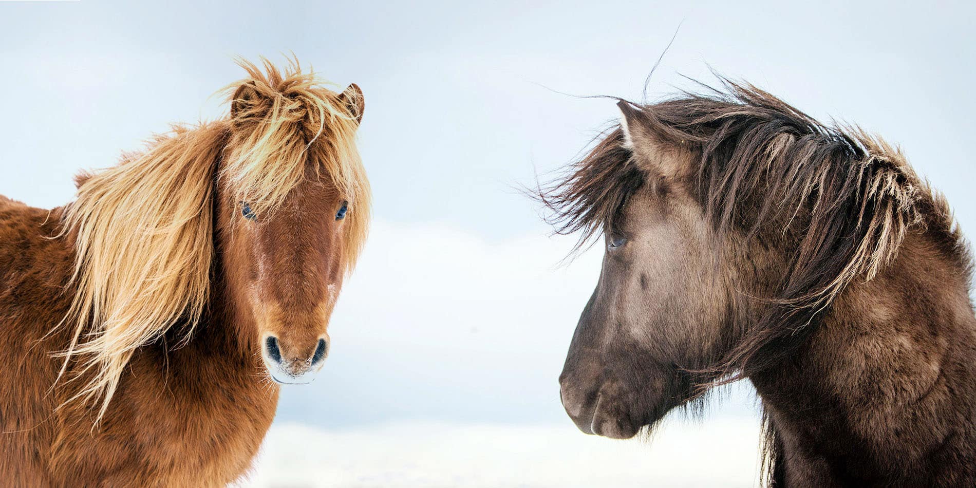 Sable Island horses