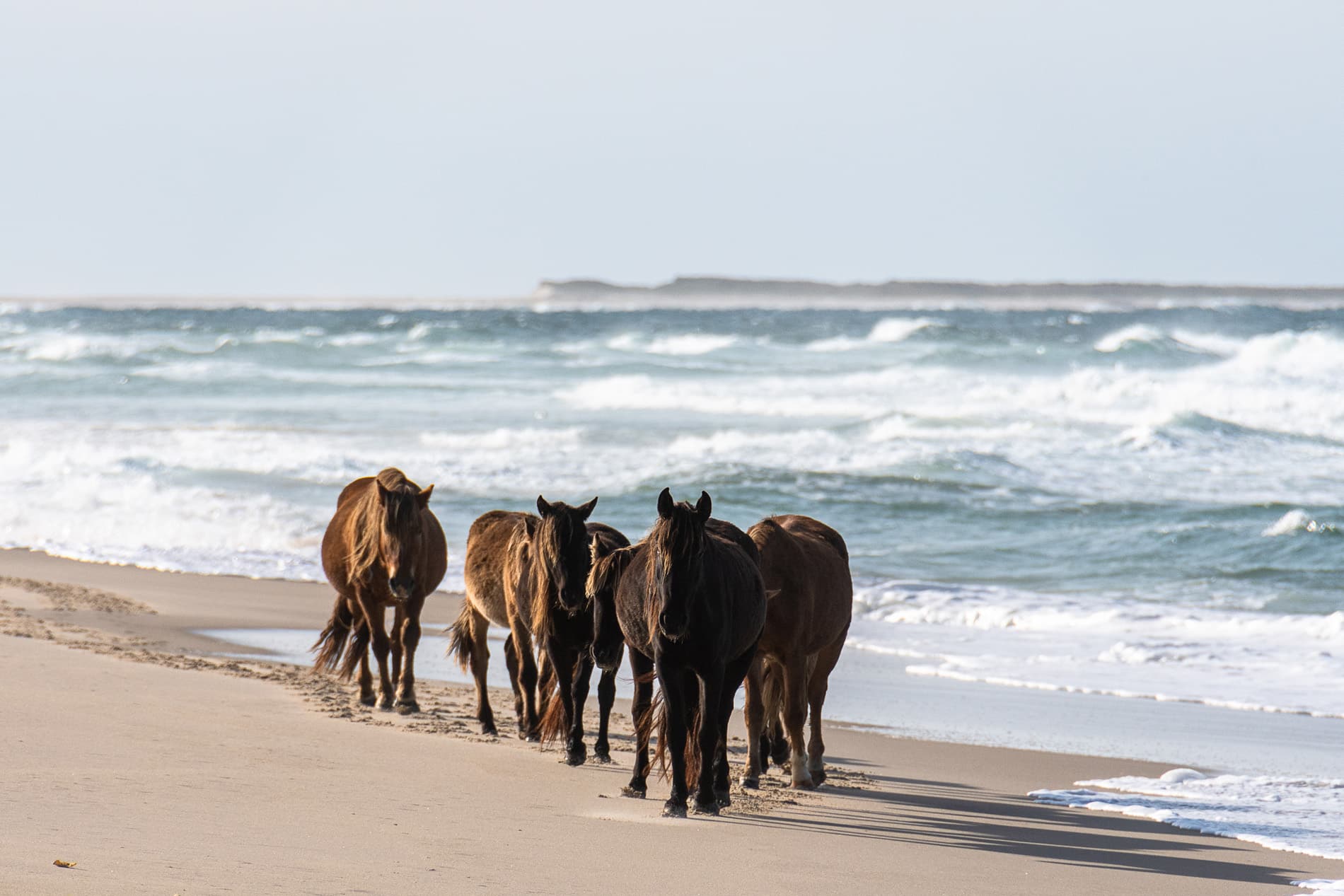 Sable Island Gift Card - Picture Perfect Tours